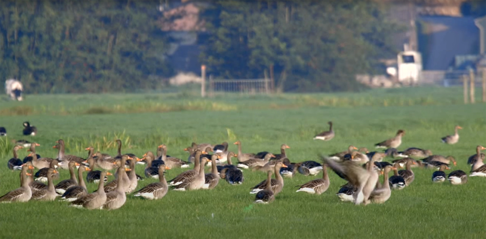 Green laser pointer is a very effective tool for birds(and goose) dispersal